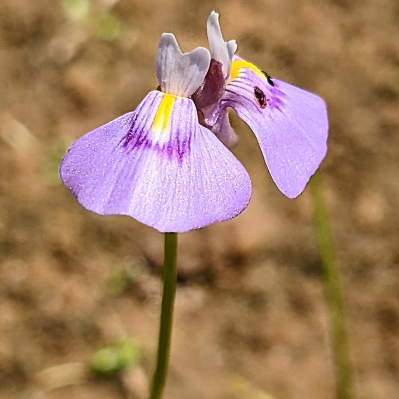 Utricularia byrneana photo 5