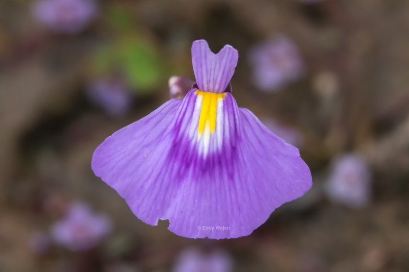 Utricularia byrneana photo 6
