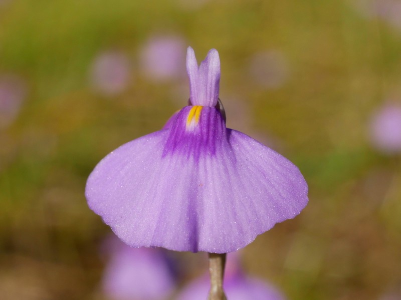 Utricularia byrneana photo 7