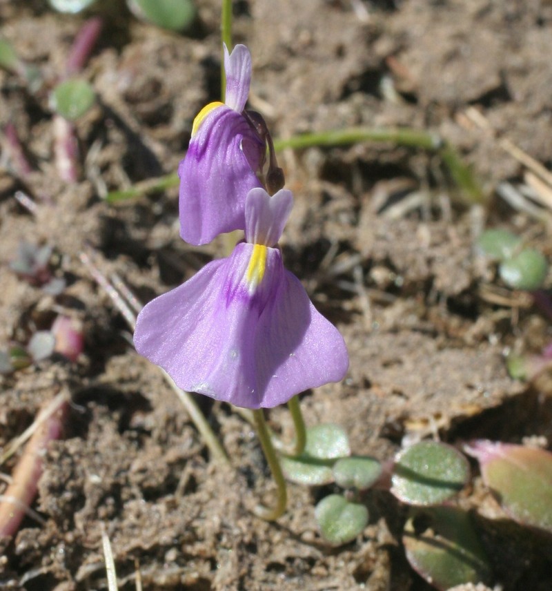 Utricularia byrneana photo 8