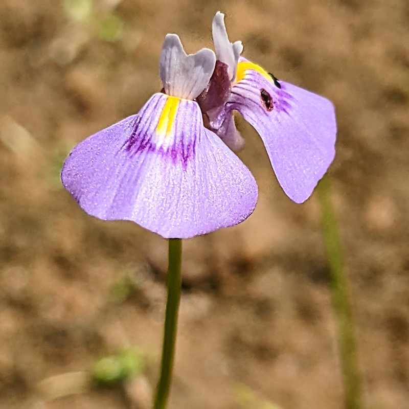 Utricularia byrneana