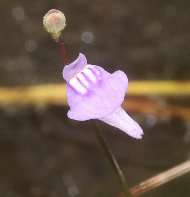 Bladderwort photo 4