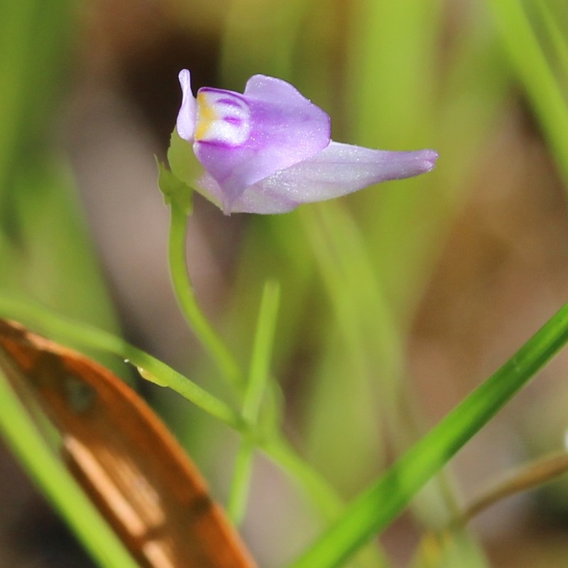 Bladderwort photo 2