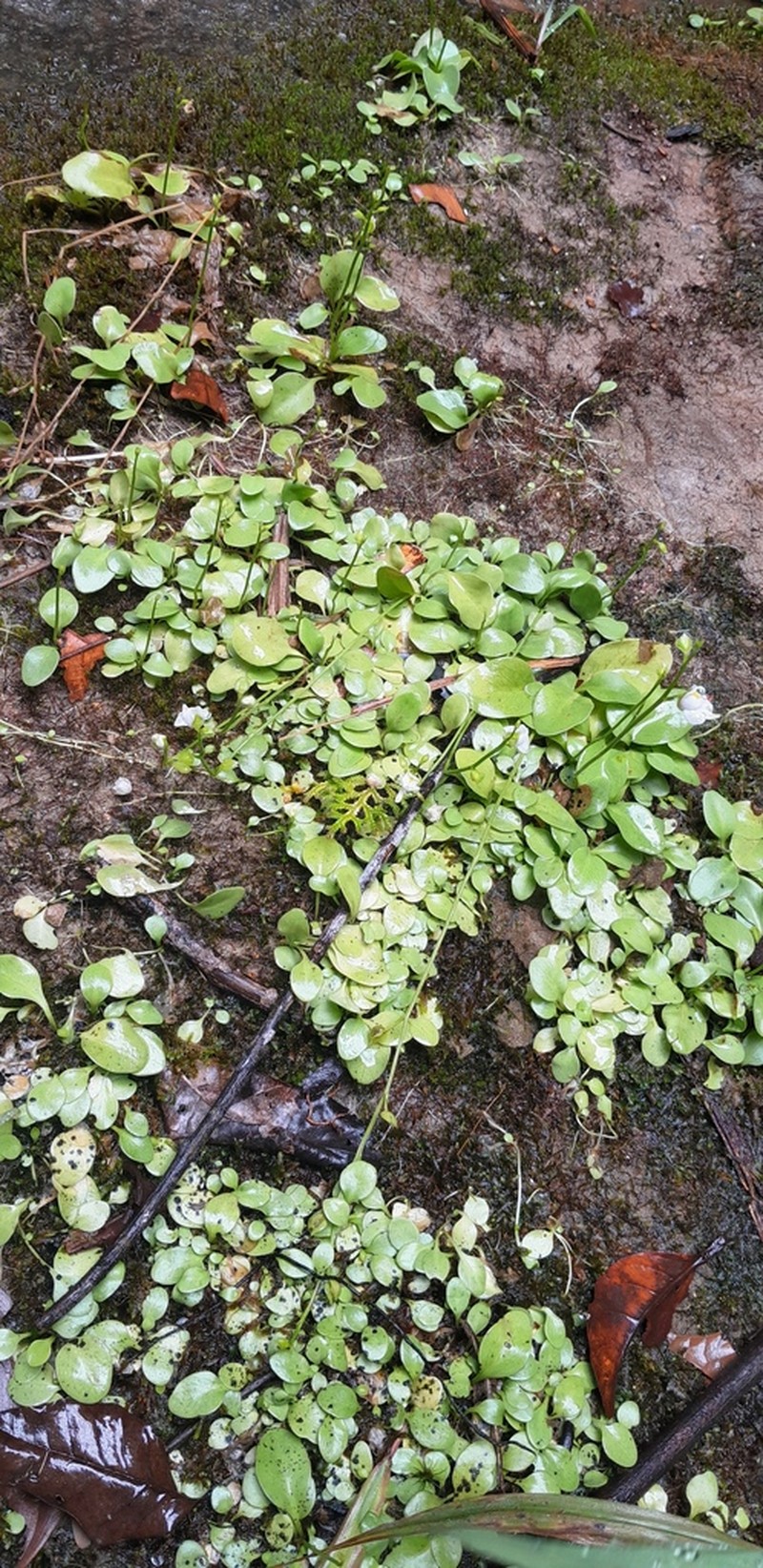 Utricularia calycifida photo 2