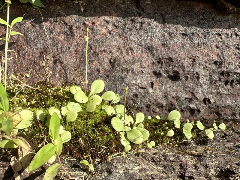 Utricularia calycifida photo 3