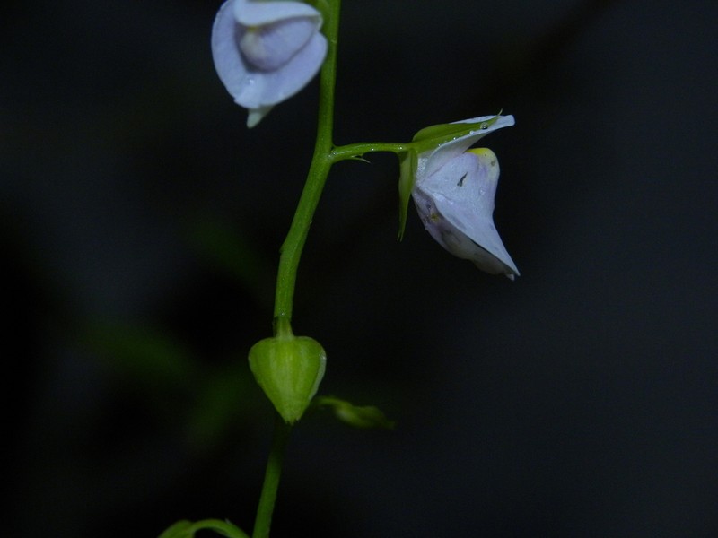 Utricularia calycifida photo 4
