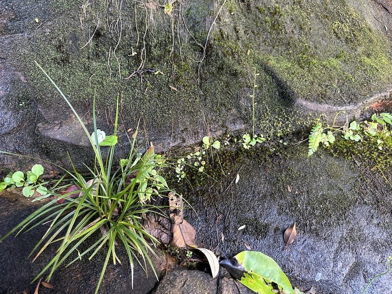 Utricularia calycifida photo 5