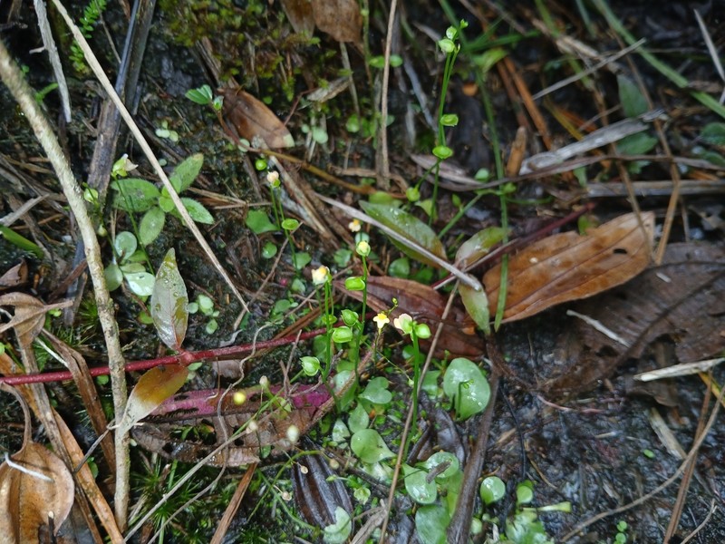 Utricularia calycifida photo 7
