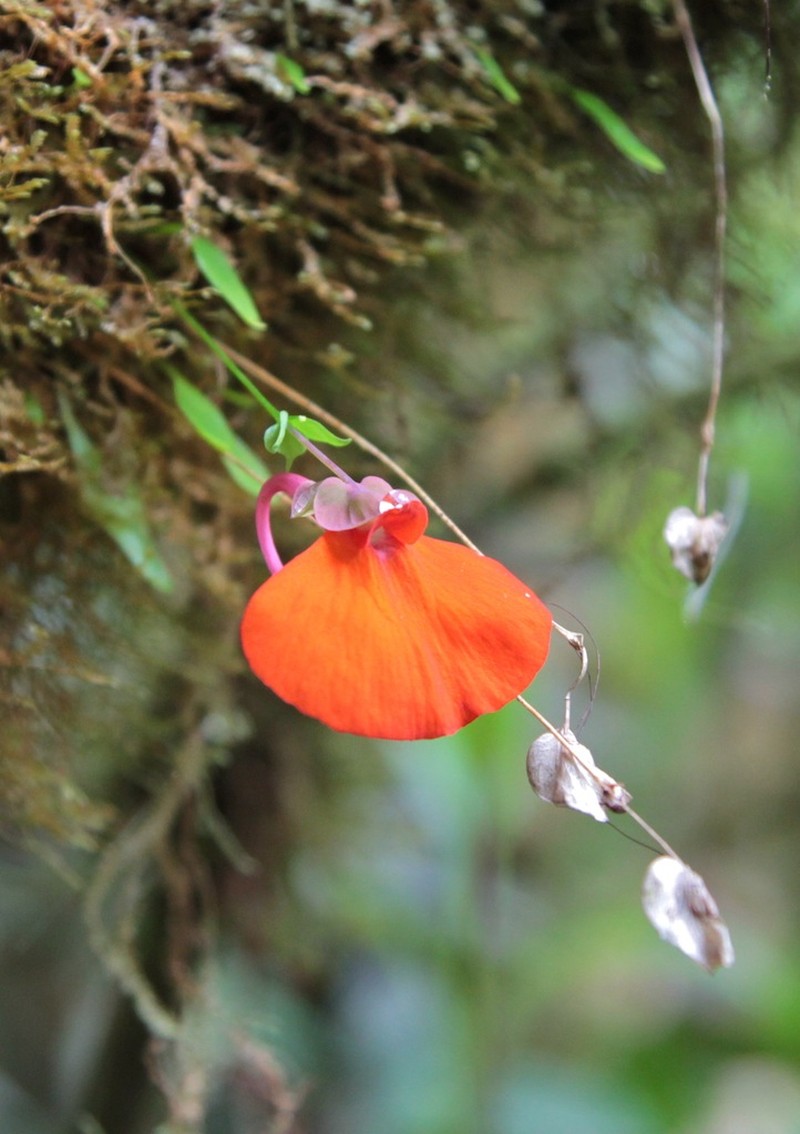 Utricularia campbelliana