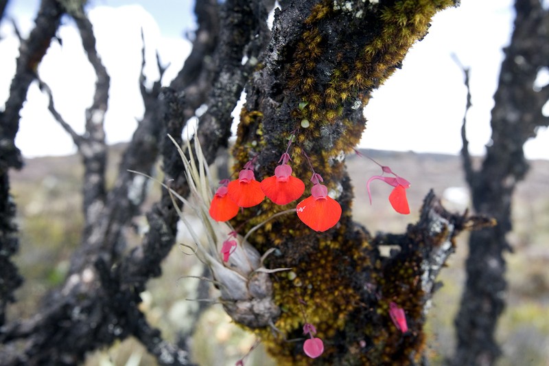Utricularia campbelliana photo 2