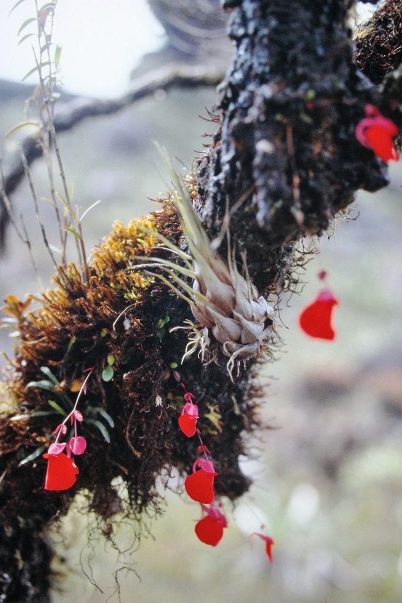 Utricularia campbelliana photo 3