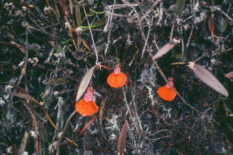 Utricularia campbelliana photo 4