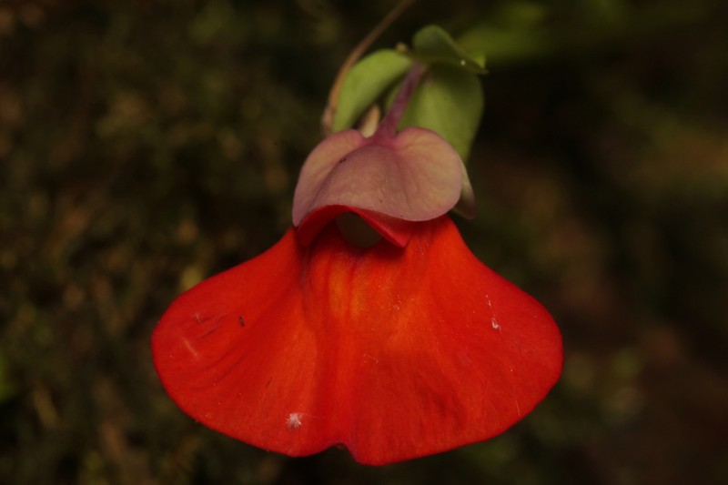 Utricularia campbelliana photo 5