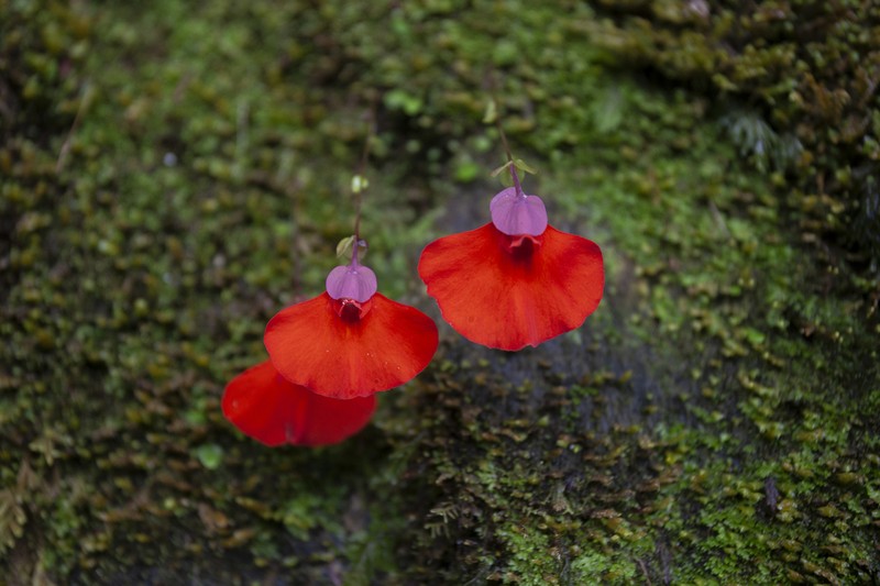 Utricularia campbelliana photo 6