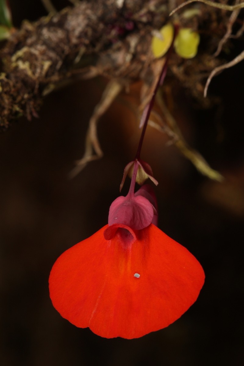 Utricularia campbelliana photo 7