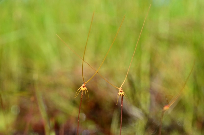 Utricularia capilliflora