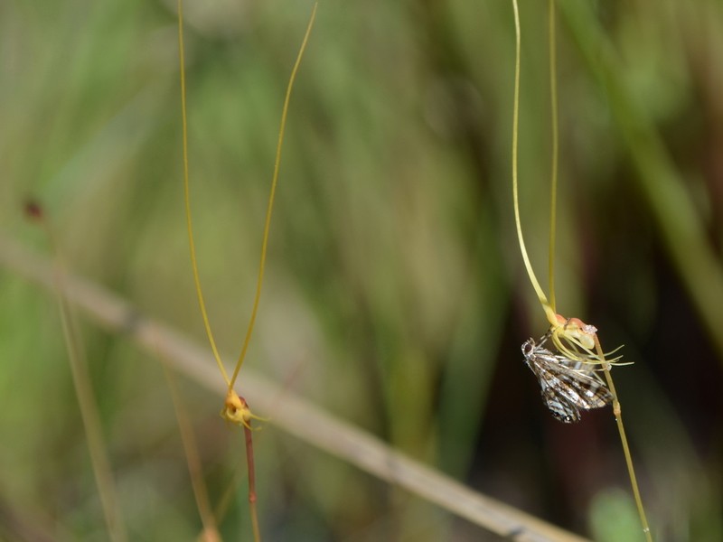 Utricularia capilliflora photo 2