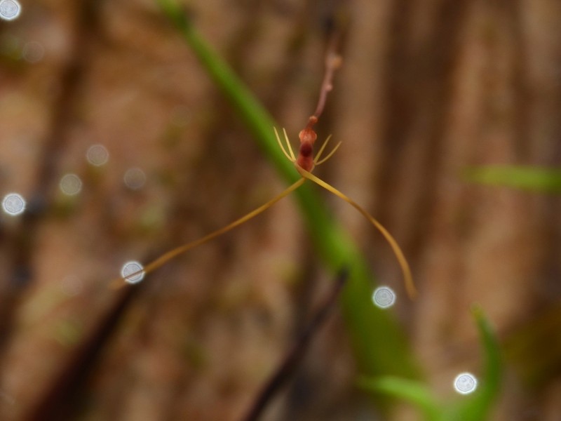 Utricularia capilliflora photo 3