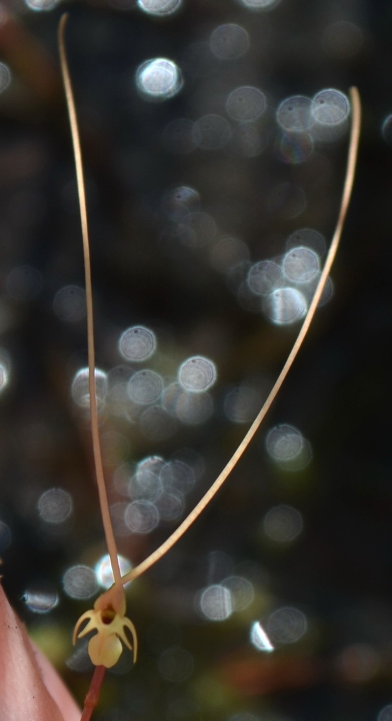 Utricularia capilliflora photo 4