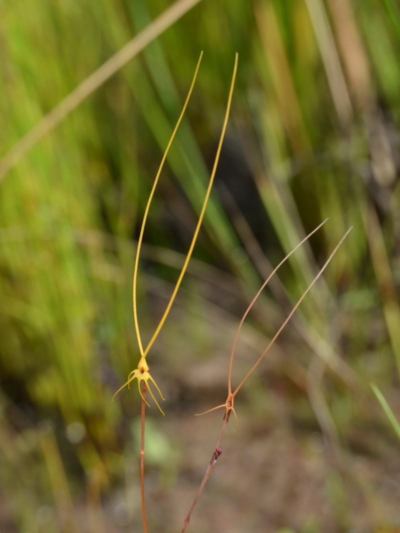 Utricularia capilliflora photo 5
