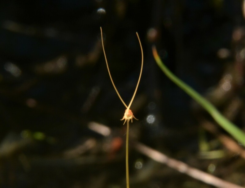 Utricularia capilliflora photo 6