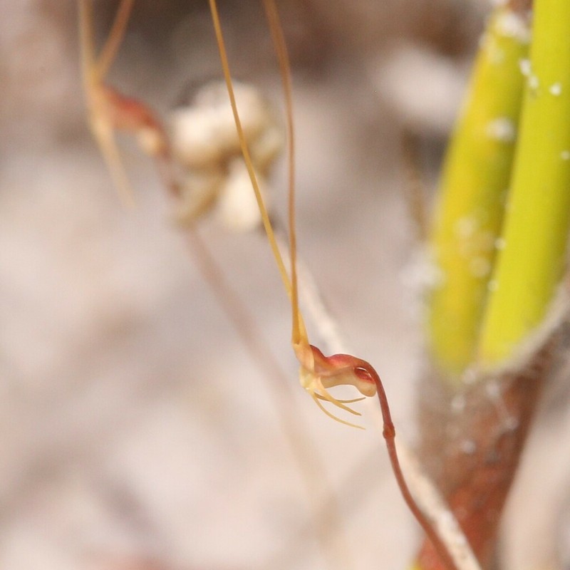 Utricularia capilliflora photo 7