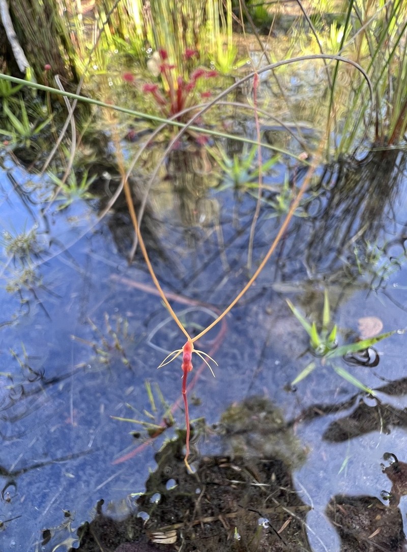 Utricularia capilliflora photo 8