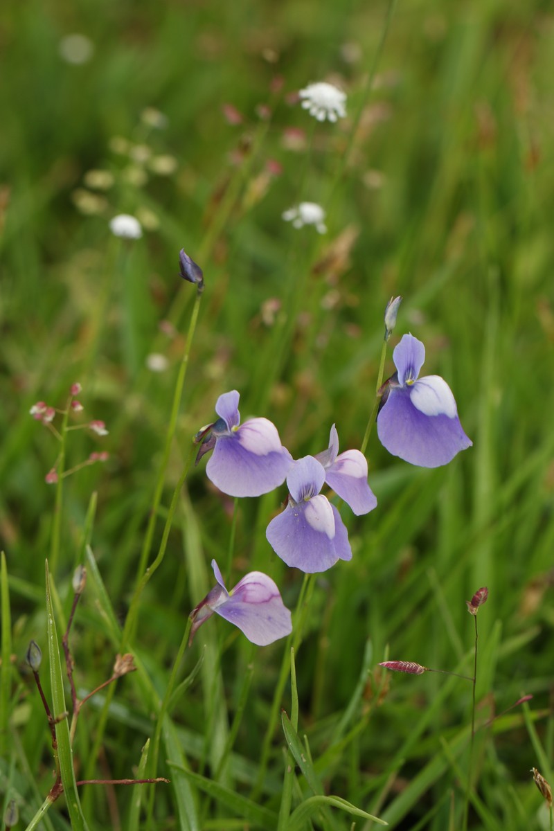 Utricularia cecilii