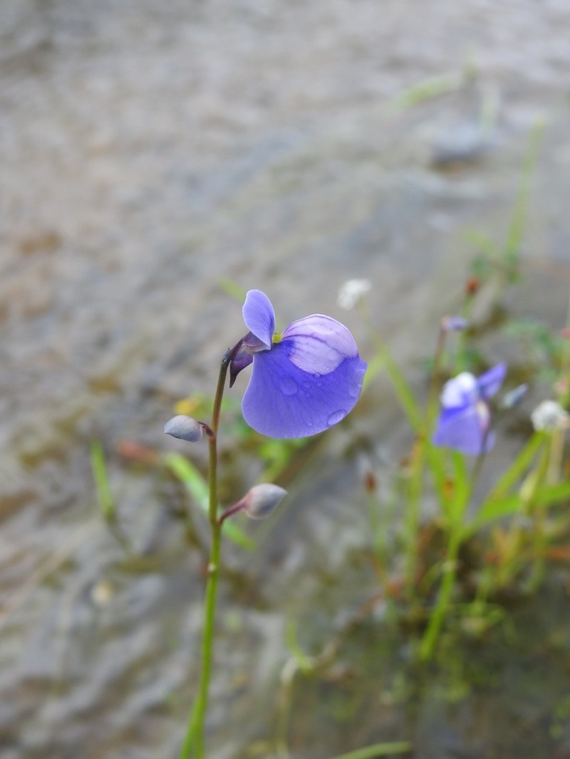 Utricularia cecilii photo 2