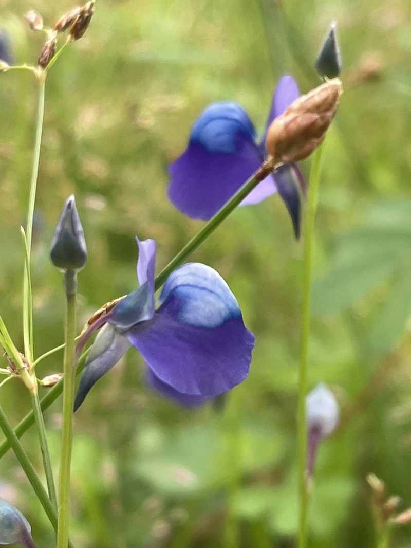 Utricularia cecilii photo 3