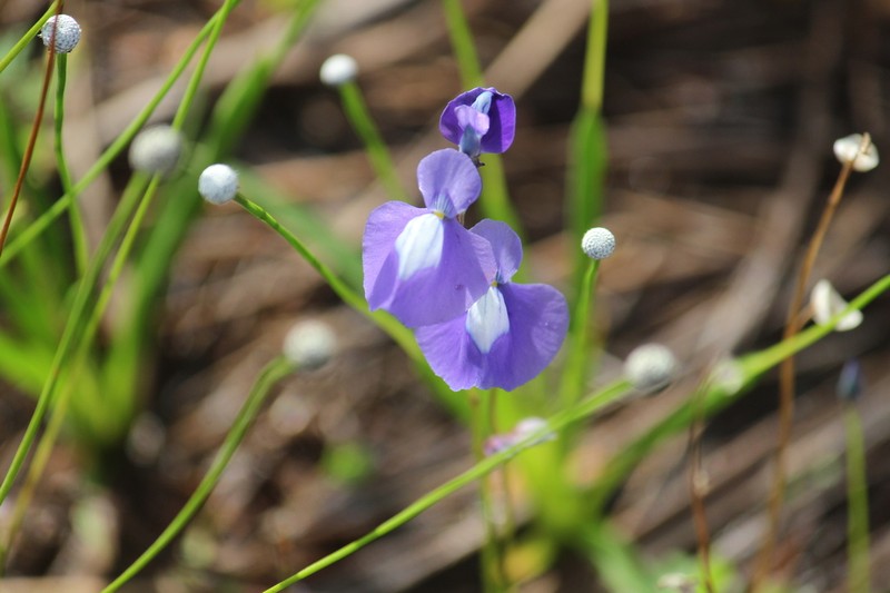 Utricularia cecilii photo 4