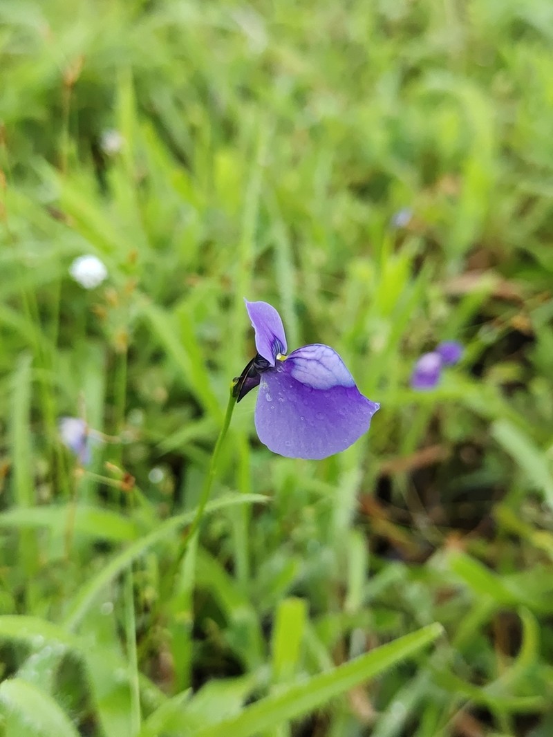 Utricularia cecilii photo 5