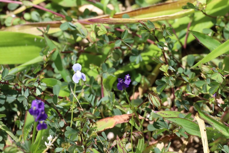 Utricularia cecilii photo 6