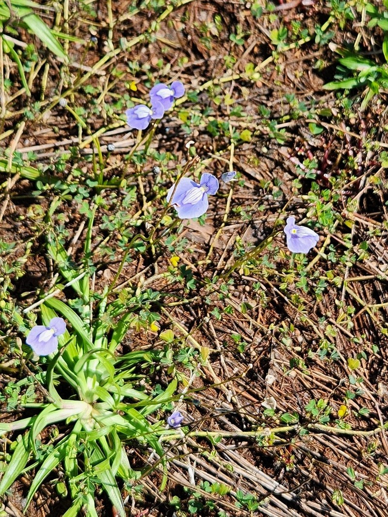 Utricularia cecilii photo 7