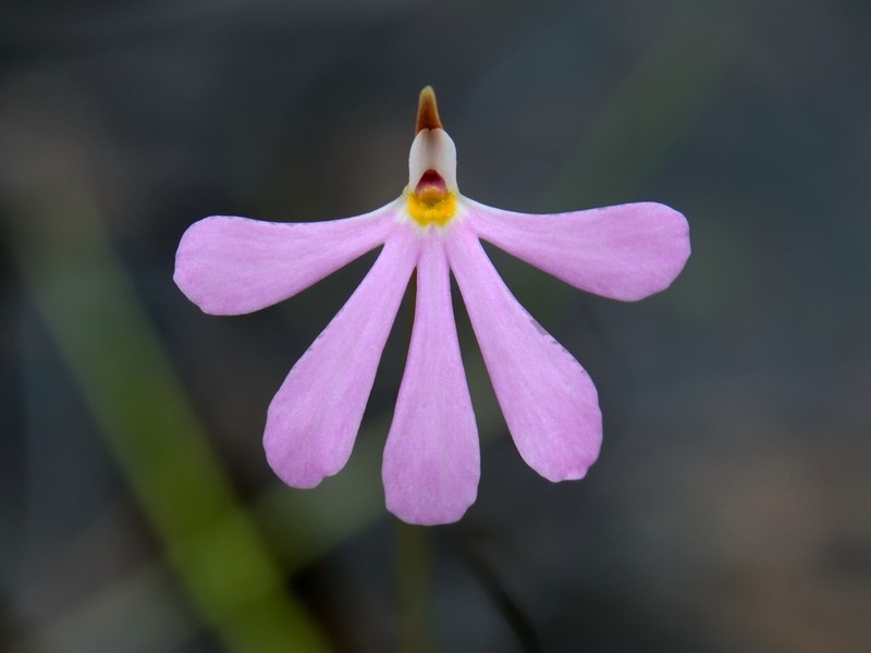 Utricularia cheiranthos