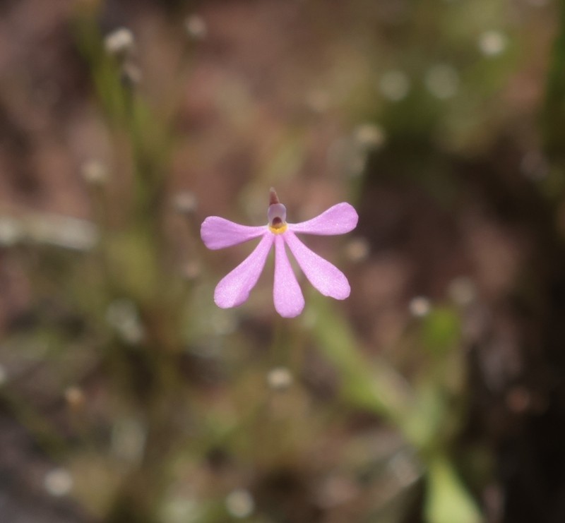 Utricularia cheiranthos photo 2