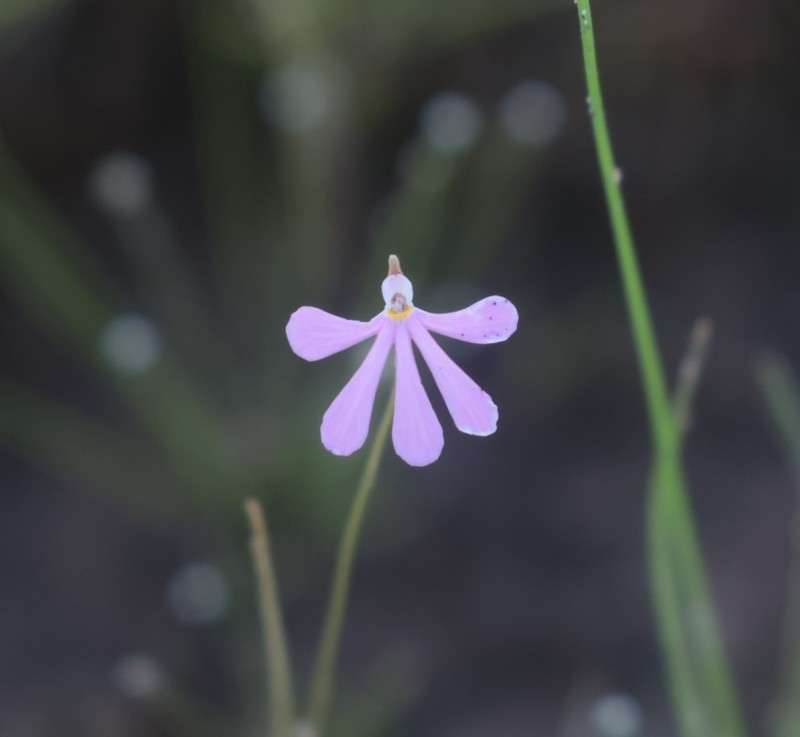 Utricularia cheiranthos photo 3