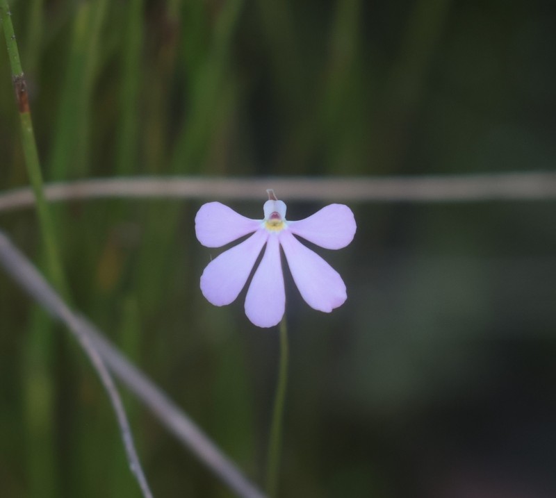 Utricularia cheiranthos photo 4