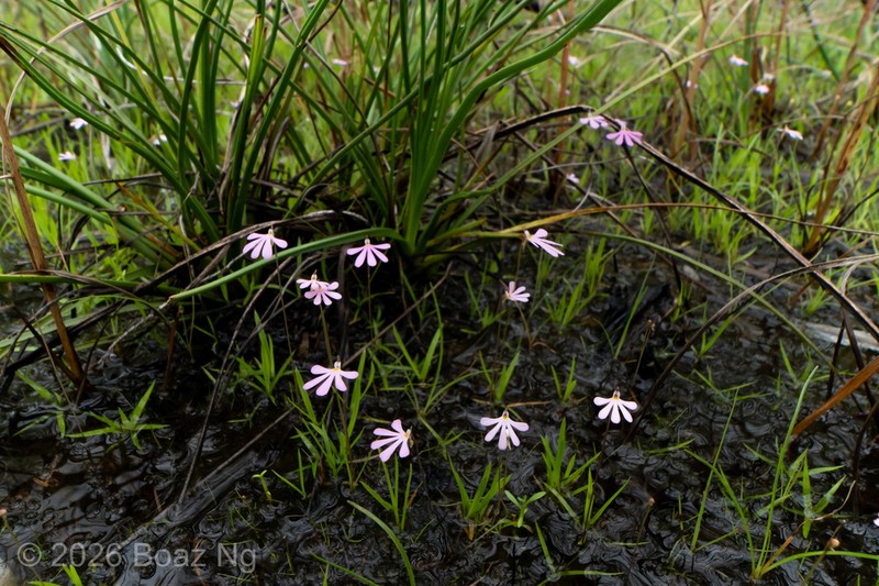 Utricularia cheiranthos photo 6