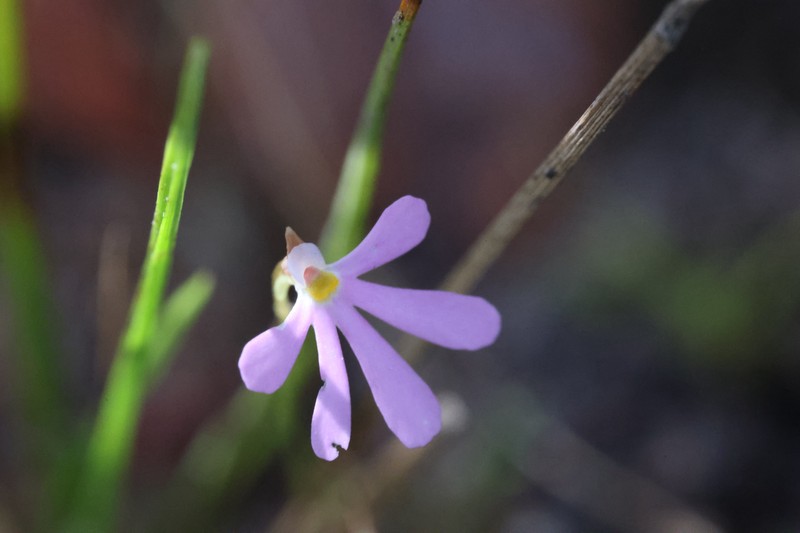 Utricularia cheiranthos photo 7