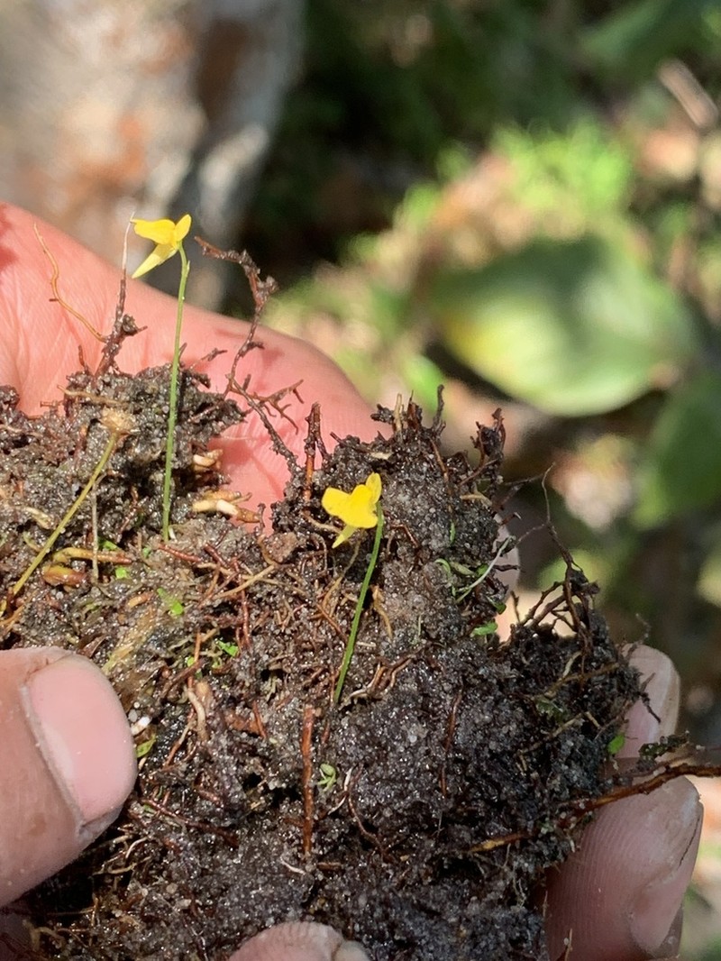 Utricularia chiribiquetensis photo 2