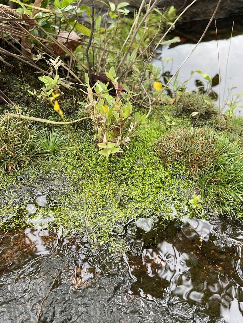 Utricularia chiribiquetensis photo 3