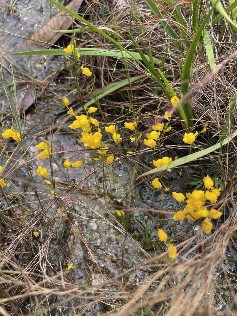 Utricularia chiribiquetensis photo 4
