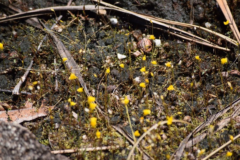 Utricularia chiribiquetensis photo 5