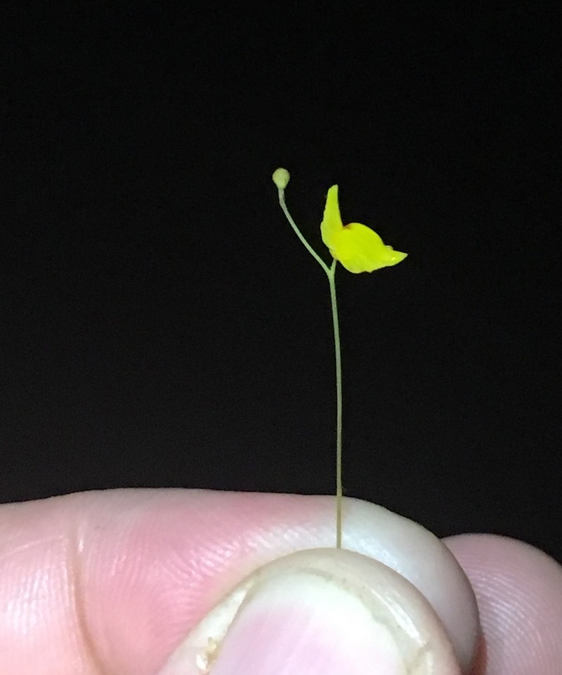 Utricularia chiribiquetensis photo 6
