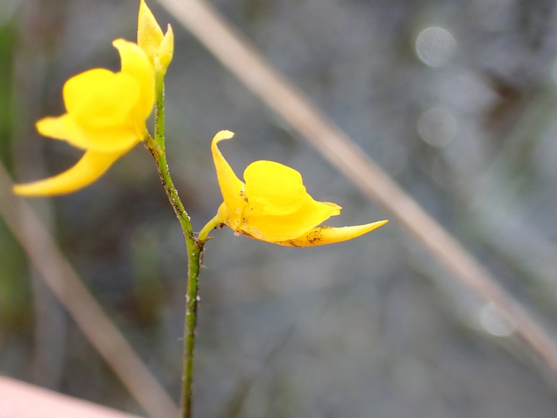 Utricularia chiribiquetensis photo 7