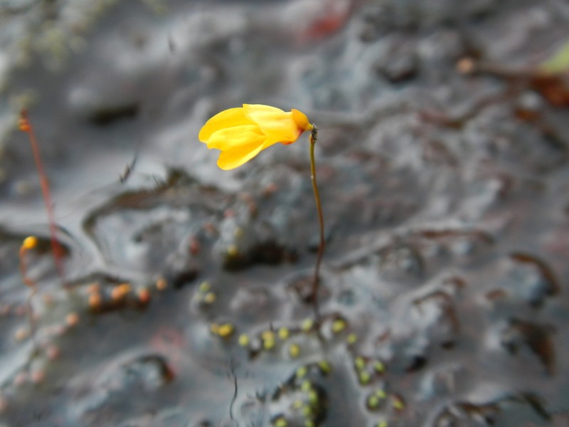 Utricularia choristotheca