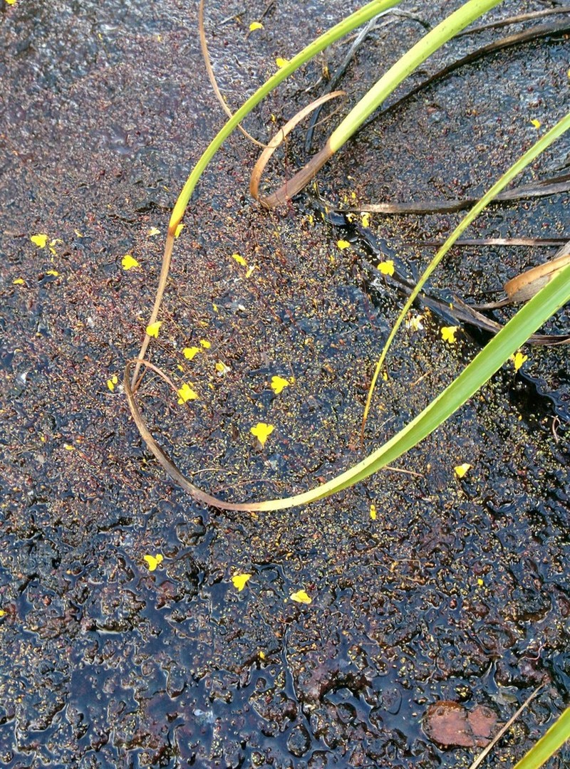 Utricularia choristotheca photo 2