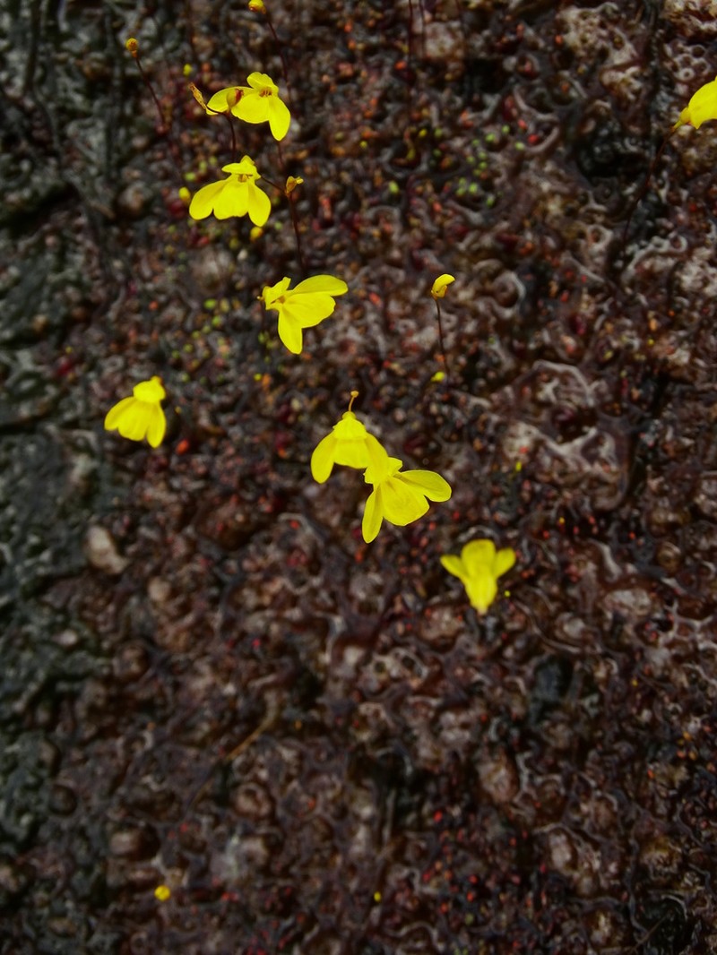Utricularia choristotheca photo 3