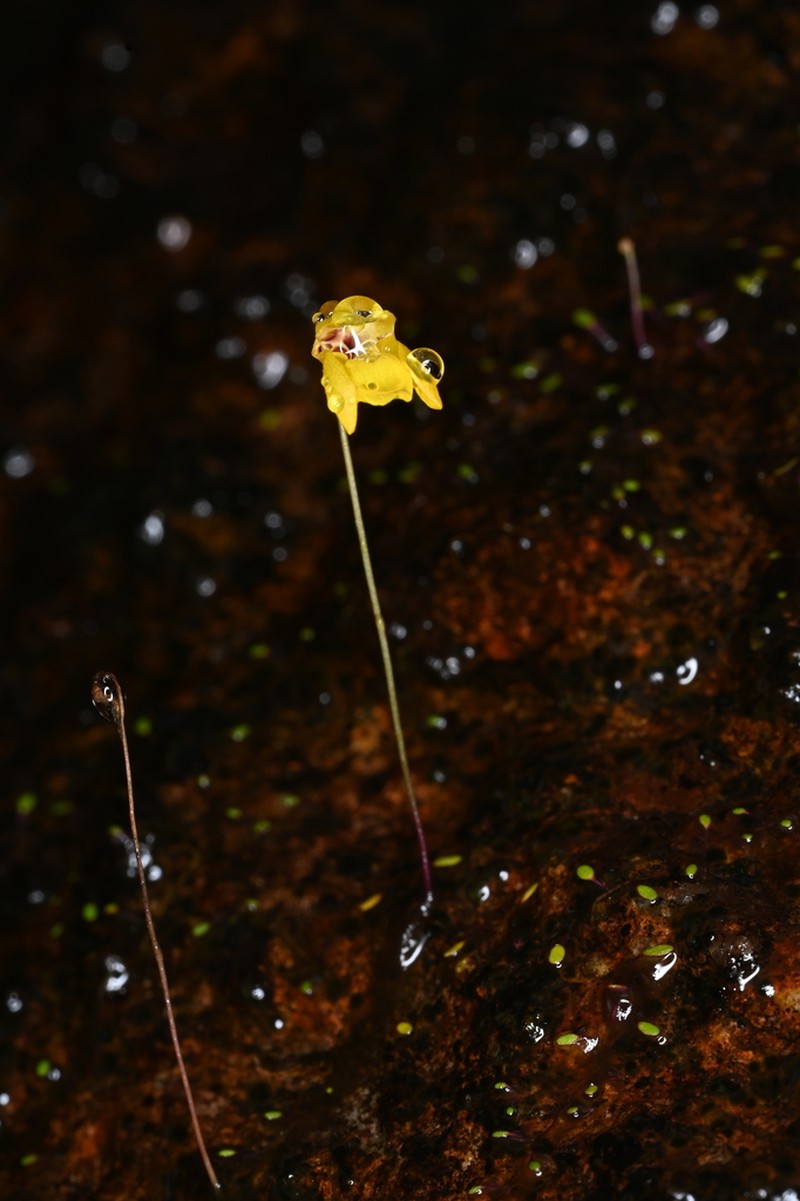 Utricularia choristotheca photo 4